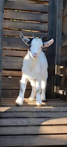 Mini cabra fêmea