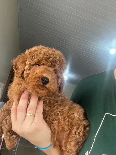 Poodle red. Fotos reais 