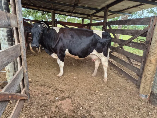 Vacas leiteiras excelente pastos 