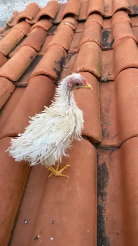 Frango garnizé frisado