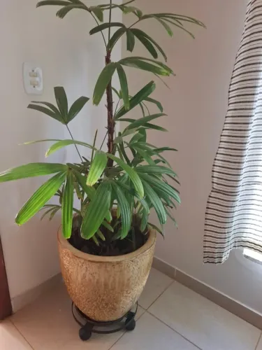vaso de cerâmica acrílica (vietnamita) c/42 cm de altura com palmeira RÁFIA p/interiores