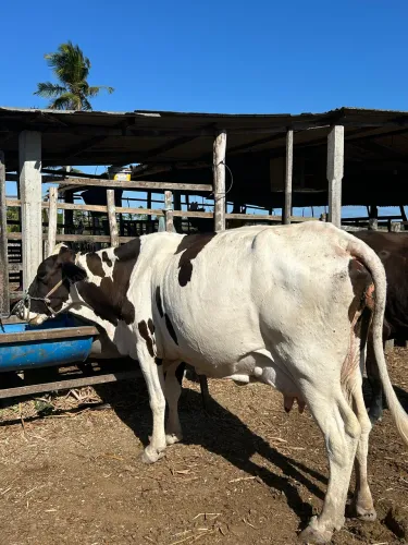 Venda de Vaca Leiteira