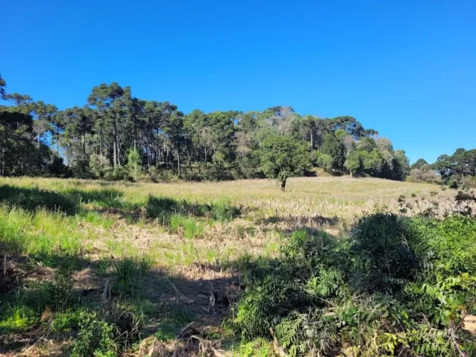 Terreno Rural à Venda em Campo Alegre Avenquinha