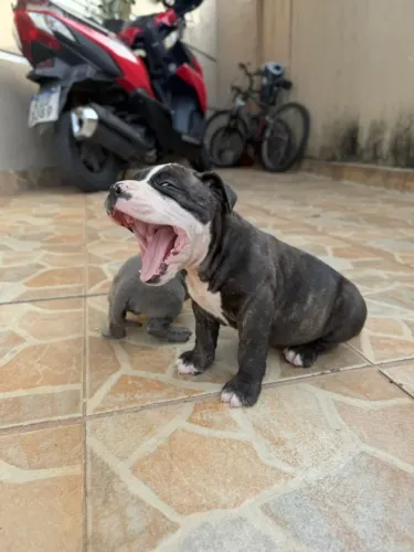 American Bully fêmea 
