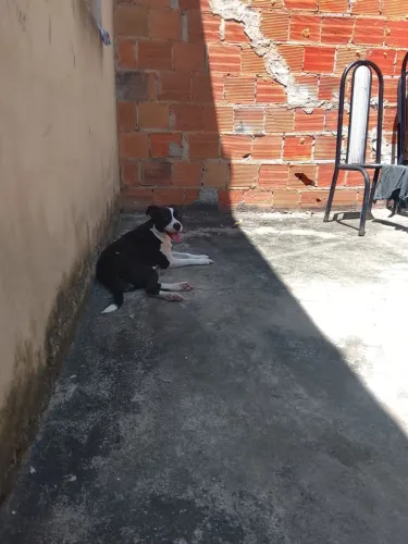 Doação cachorrinha