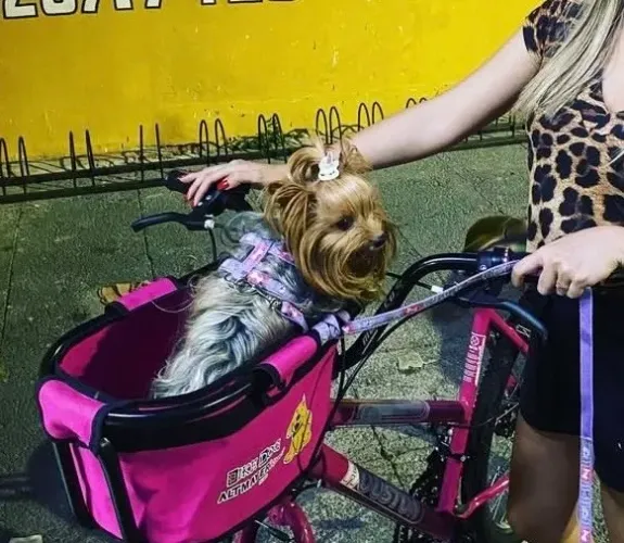 Cestinha para cachorro