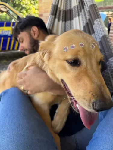 Golden Retriever 