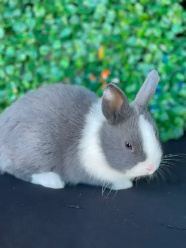 Filhotes de coelhos Netherland Dwarf