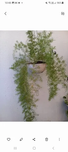 Linda planta natural