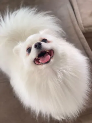 Spitz alemão 