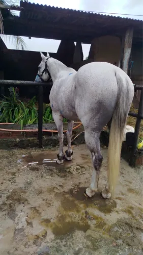 Cavalo pra negócio