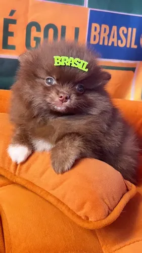 Lindo filhote de Spitz Alemão Anão Pronta Entrega