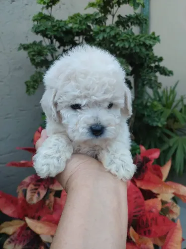Poodle Toy | Para alegrar seu dia , entre em contato hoje
