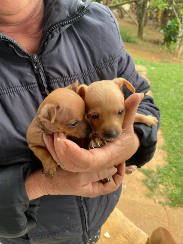 Pinscher MACHO 500,00