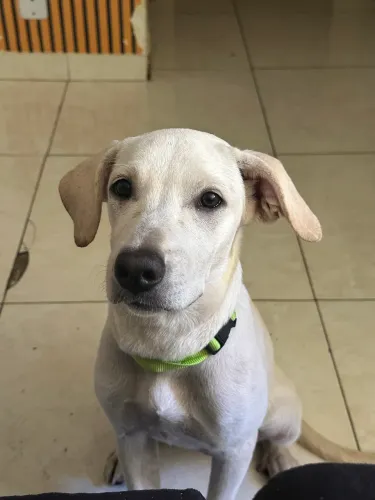 Doa-se cachorra fêmea 