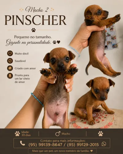  Vende-se filhote de Pischer