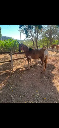 Égua pampa mm marcha picada