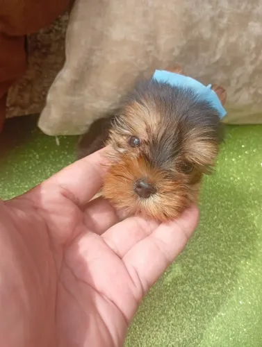 Filhote de Yorkshire Mini