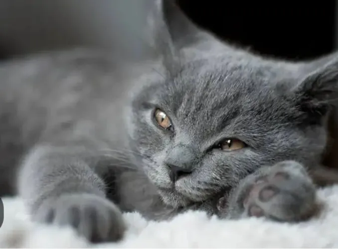 Doação de gatos