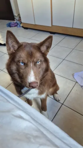 Doação Husky siberiano 