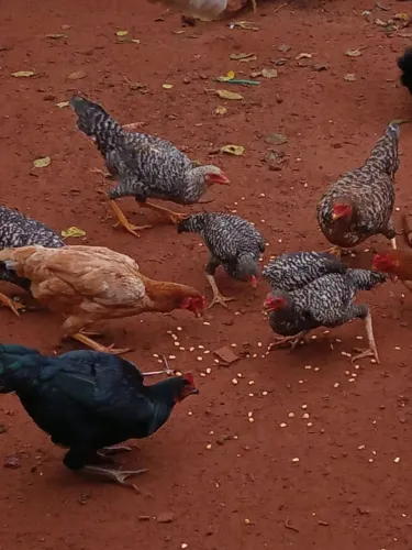 Galinha caipira