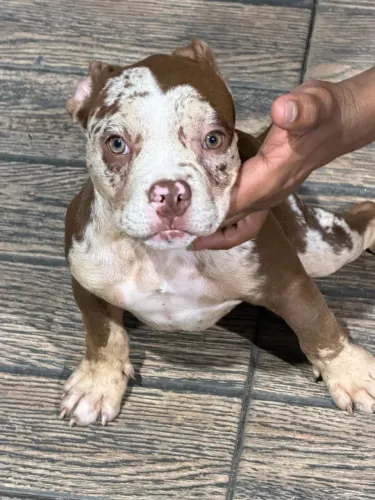 American Bully
