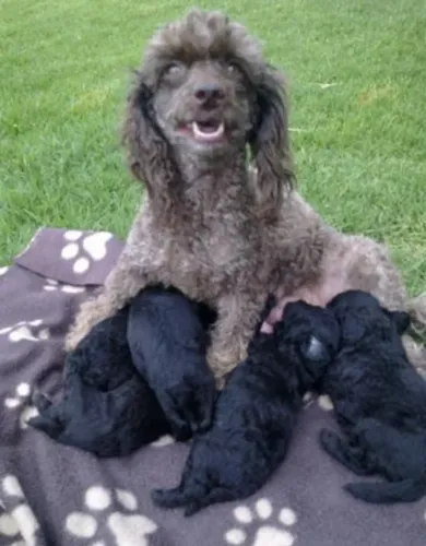 poodle