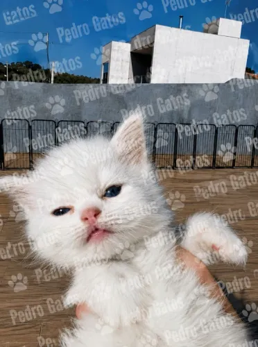 Angora turco 