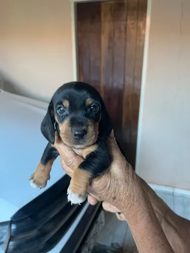 Vendo Cofap Dachshund