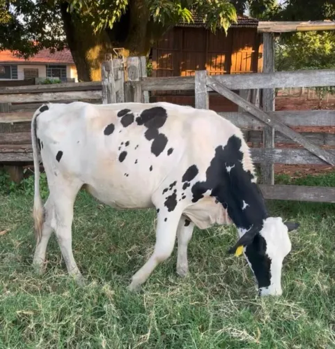 Novilha Girolando Prenhe