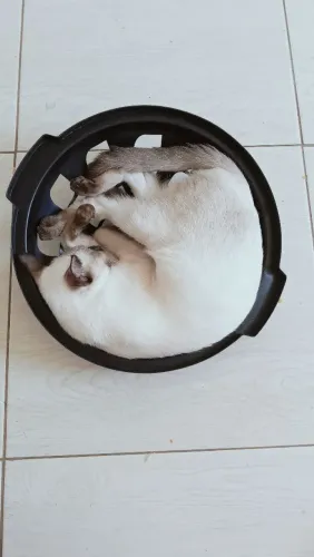Gato Siamês Bolinha 