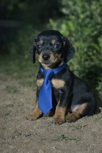 Perfeito Daschound macho pretinho? mini