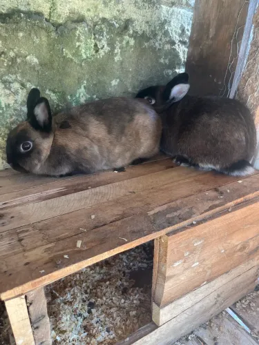 Casal de coelhos netherland