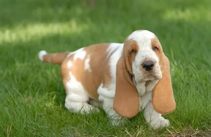 Filhotes Basset Hound
