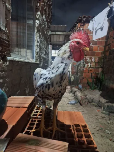 Vendo frango