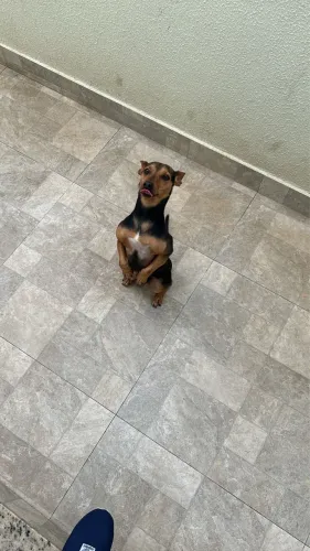 Doa-se cachorrinho