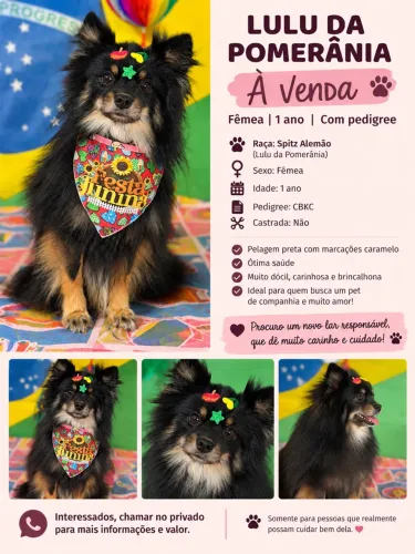 LULU DA POMERÂNIA À VENDA 