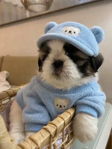 Shih tzu filhote macho