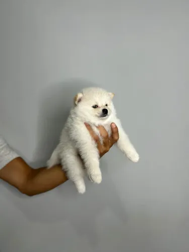 SPITZ