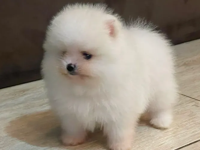 Spitz alemão Anão fêmea e macho