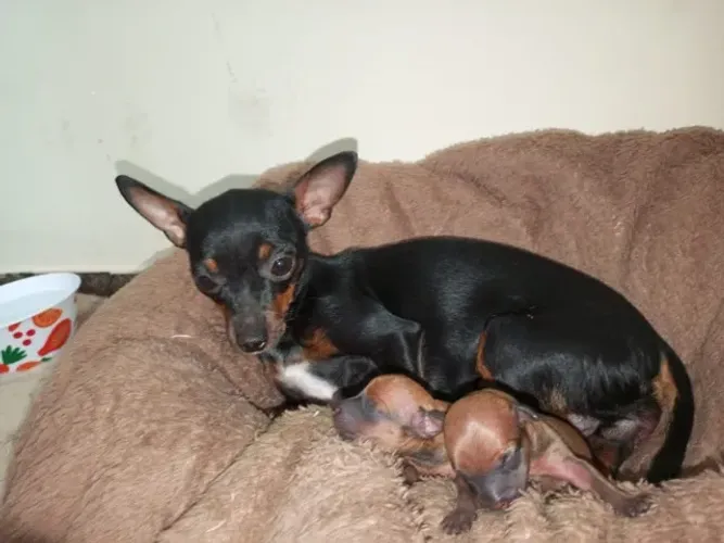 Pinscher Filhote Fêmea 