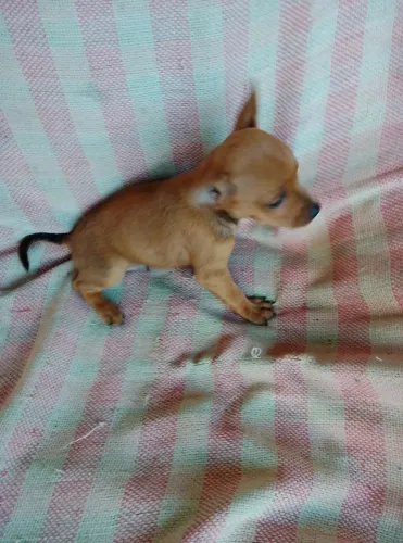 Vendo Pinscher Macho