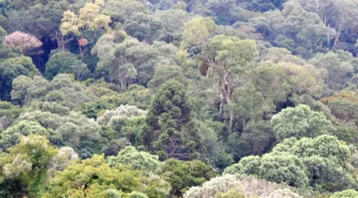 sitio para reserva legal, em Guarai, Nova laranjeiras - Pr