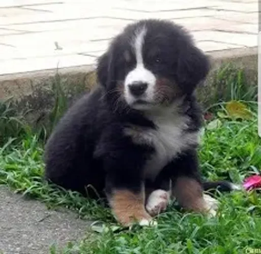 Bernese Mounataing dog Fazemos criação profissional, com todo empenho, carinho e Amor