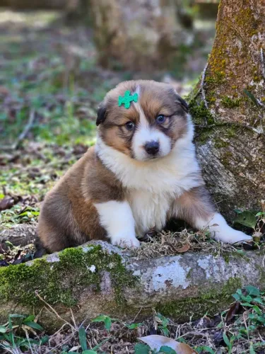 Border Collie | @canil.alesnewworld