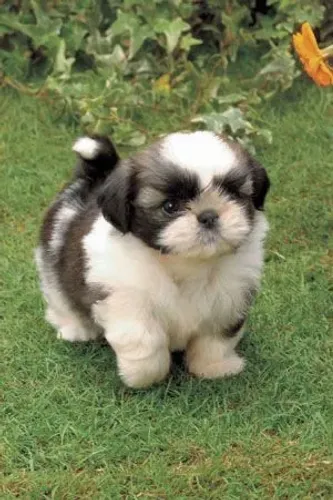 Filhote de Shih-Tzu! Criatura da paixão