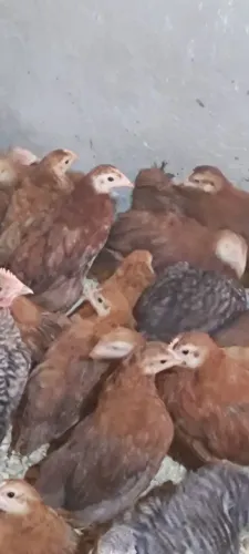 Franguinhas Embrapa 051 com 50 dias