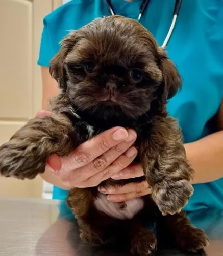 Filhotes de Shih Tzu | Um pedacinho de amor peludo chegou!