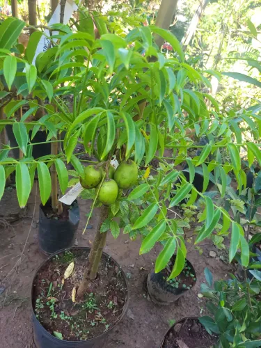Muda de planta frutífera