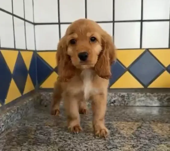 Cocker spaniel linhagem de pista